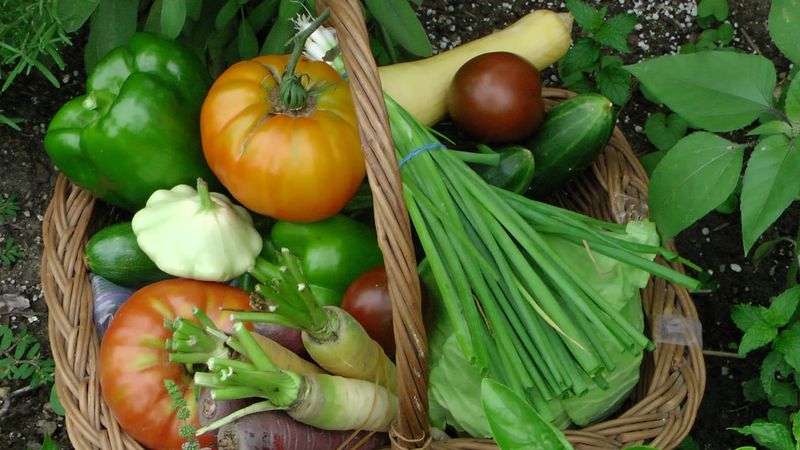 オーガニック野菜健康食品